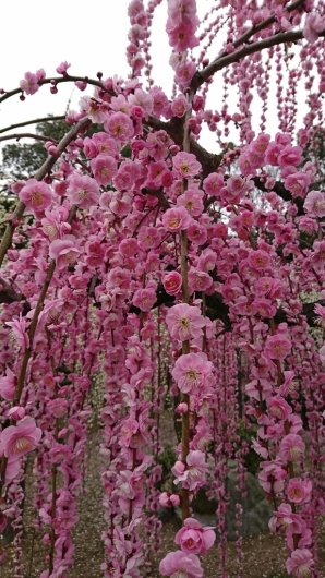 津・結城神社のしだれ梅_b0343013_13584005.jpg