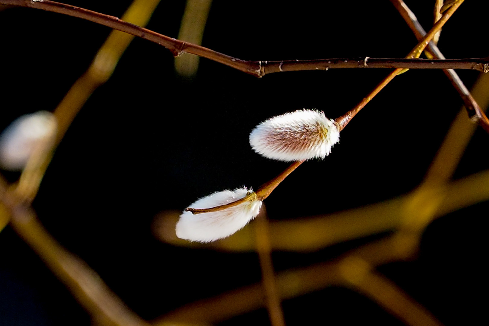 かた雪_c0033513_20581348.jpg
