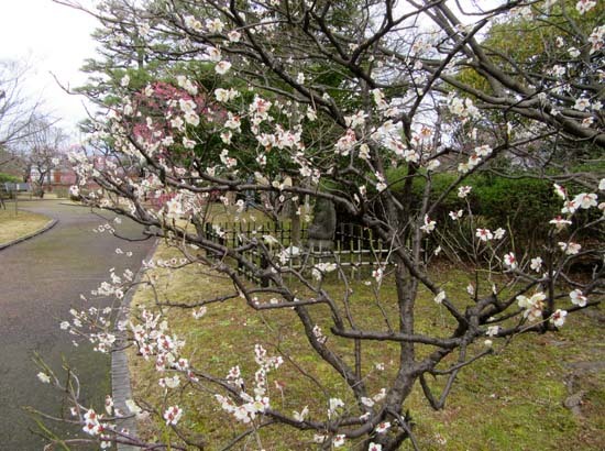 京都国立博物館　庭園散策_e0048413_21462585.jpg