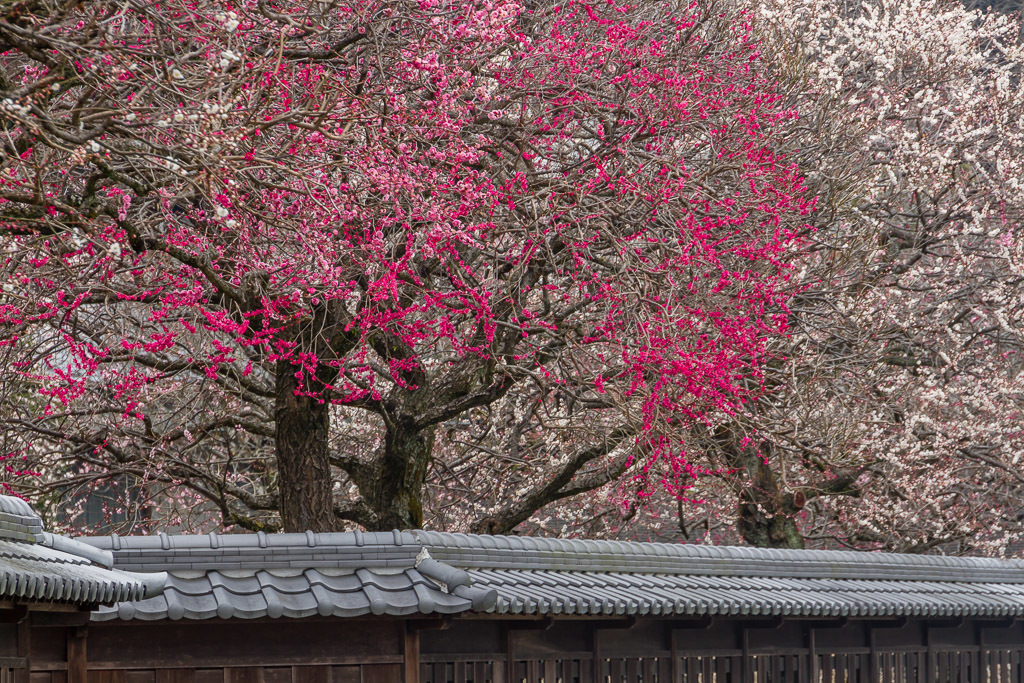 高麗神社の梅_b0010915_19335077.jpg