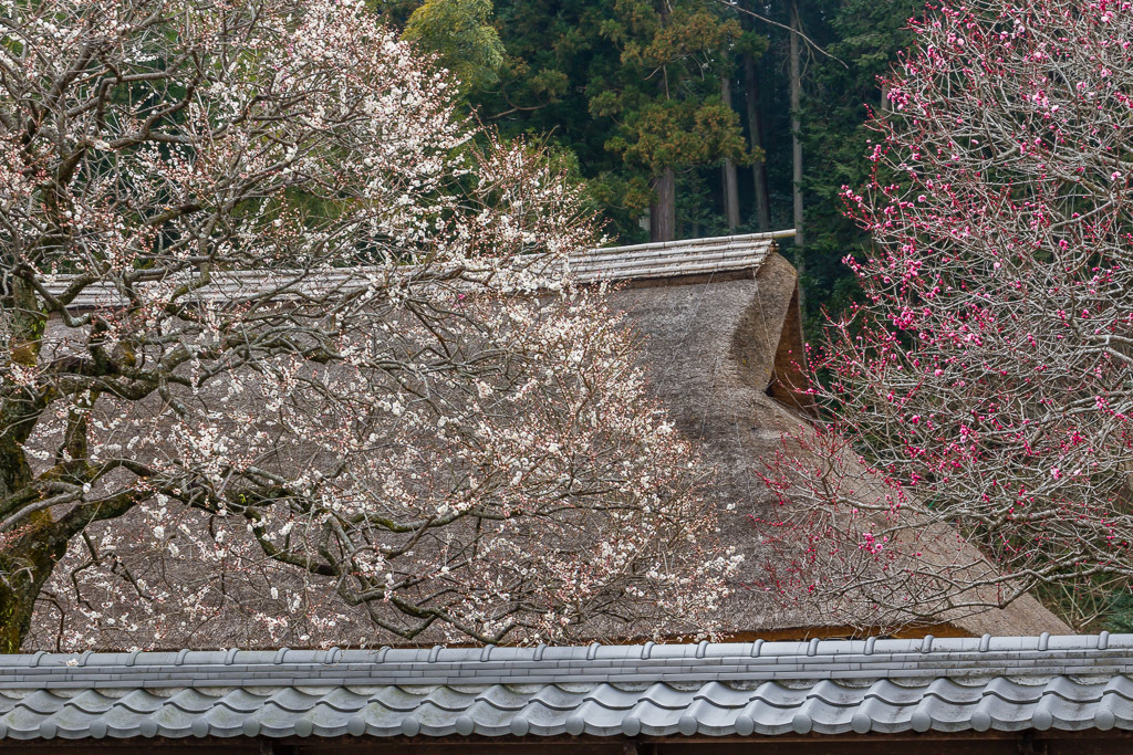 高麗神社の梅_b0010915_19341871.jpg