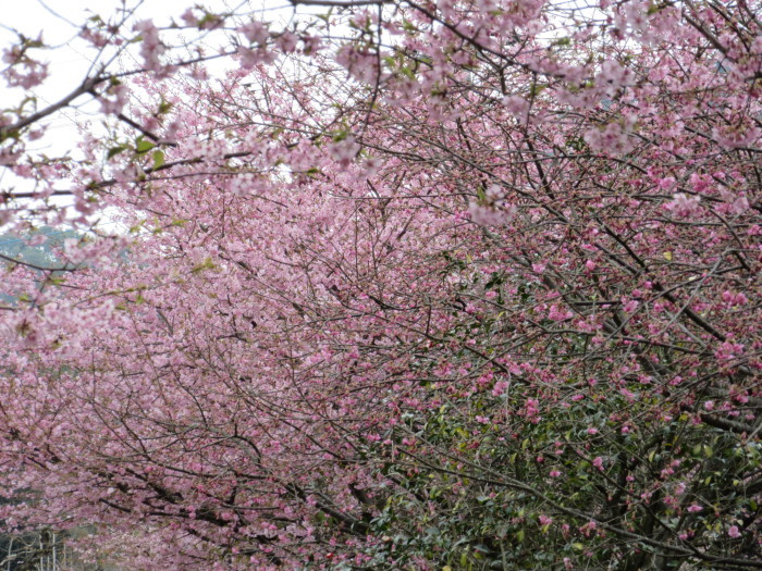 梅も桜も満開！！_b0014732_15075346.jpg