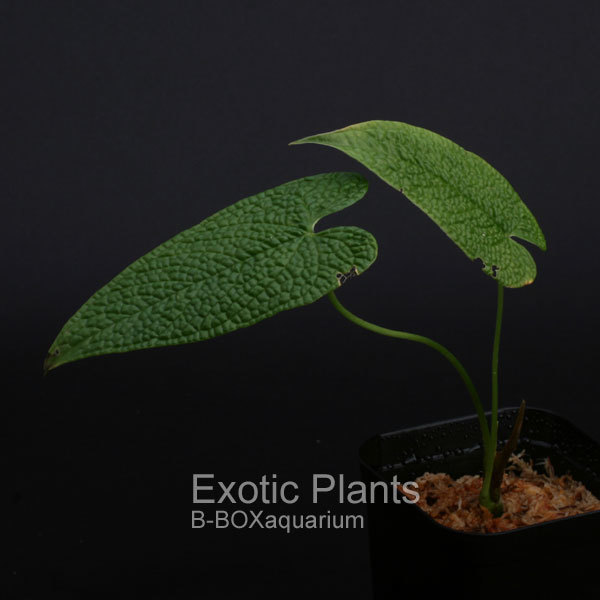 南米のリュウビンタイやベゴニア、アンスリウムなどなど入荷～ : ビー