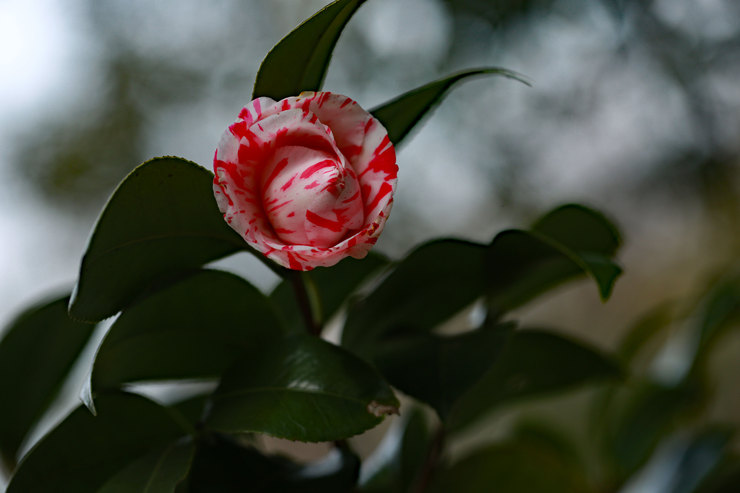 a0120949_7114443.jpg