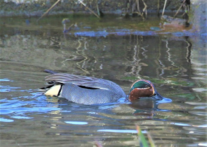 f0106759_6225217.jpg