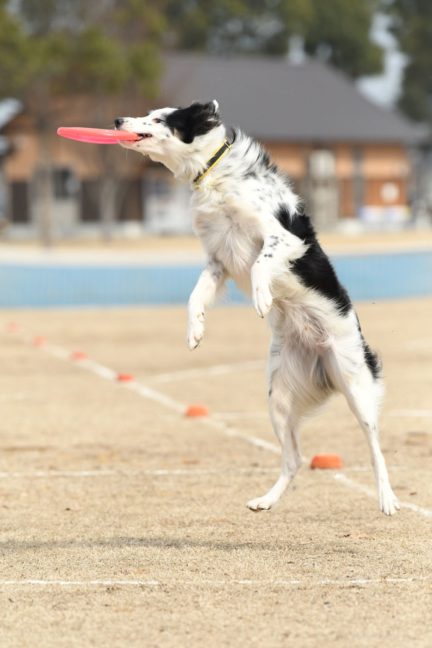 OPDES & K9 DISC@筑後広域公園 2017/03/05 #2_d0230464_21015642.jpg