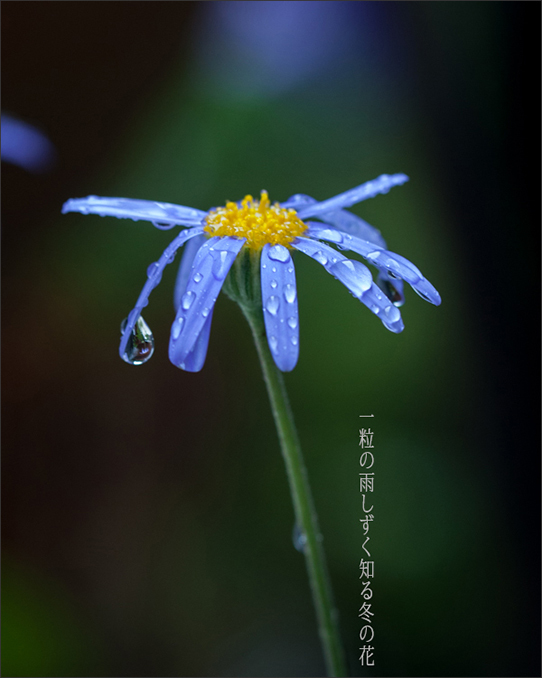 花びらに雨露。_b0022268_20443116.jpg