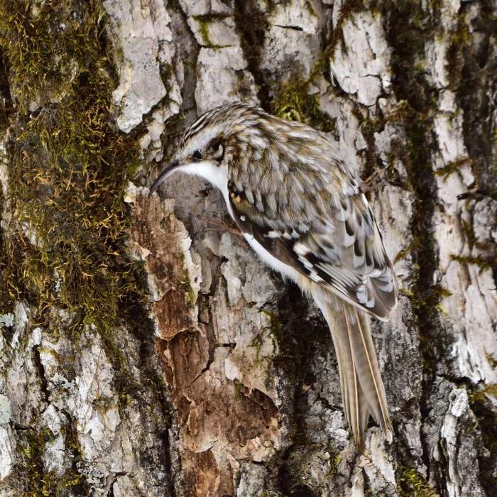 キバシリ（木走）/Treecreeper_f0365975_00101338.jpg