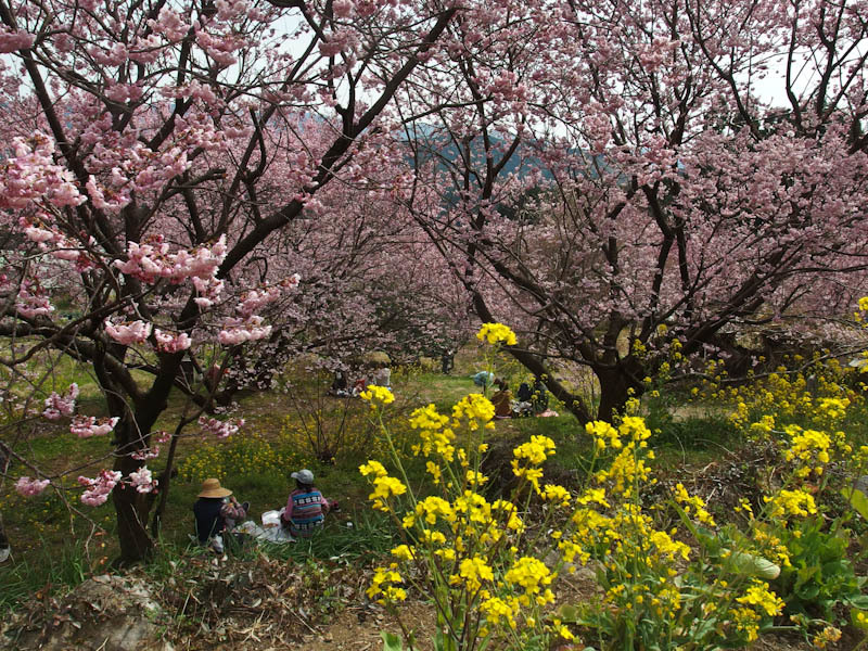 雪割り桜_d0127876_00442485.jpg