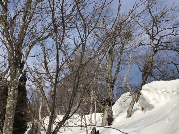 氷ノ山東尾根とおまけの花_e0024081_10474383.jpg