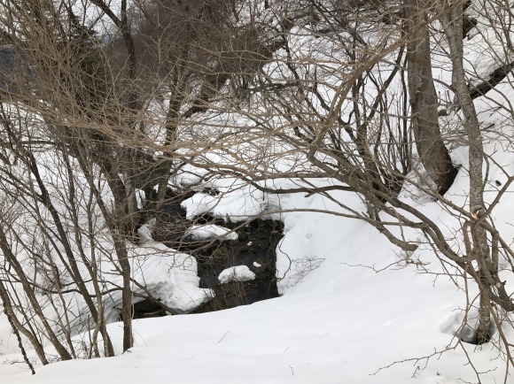 氷ノ山東尾根とおまけの花_e0024081_11260735.jpg