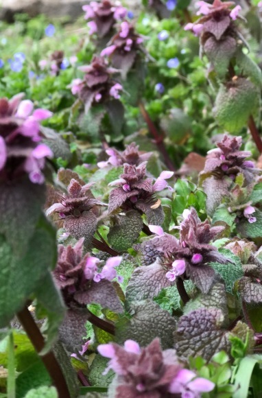 氷ノ山東尾根とおまけの花_e0024081_11363175.jpg