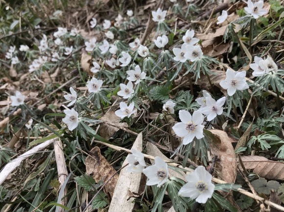 氷ノ山東尾根とおまけの花_e0024081_11373314.jpg