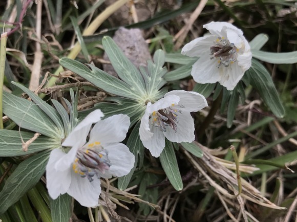 氷ノ山東尾根とおまけの花_e0024081_11375854.jpg