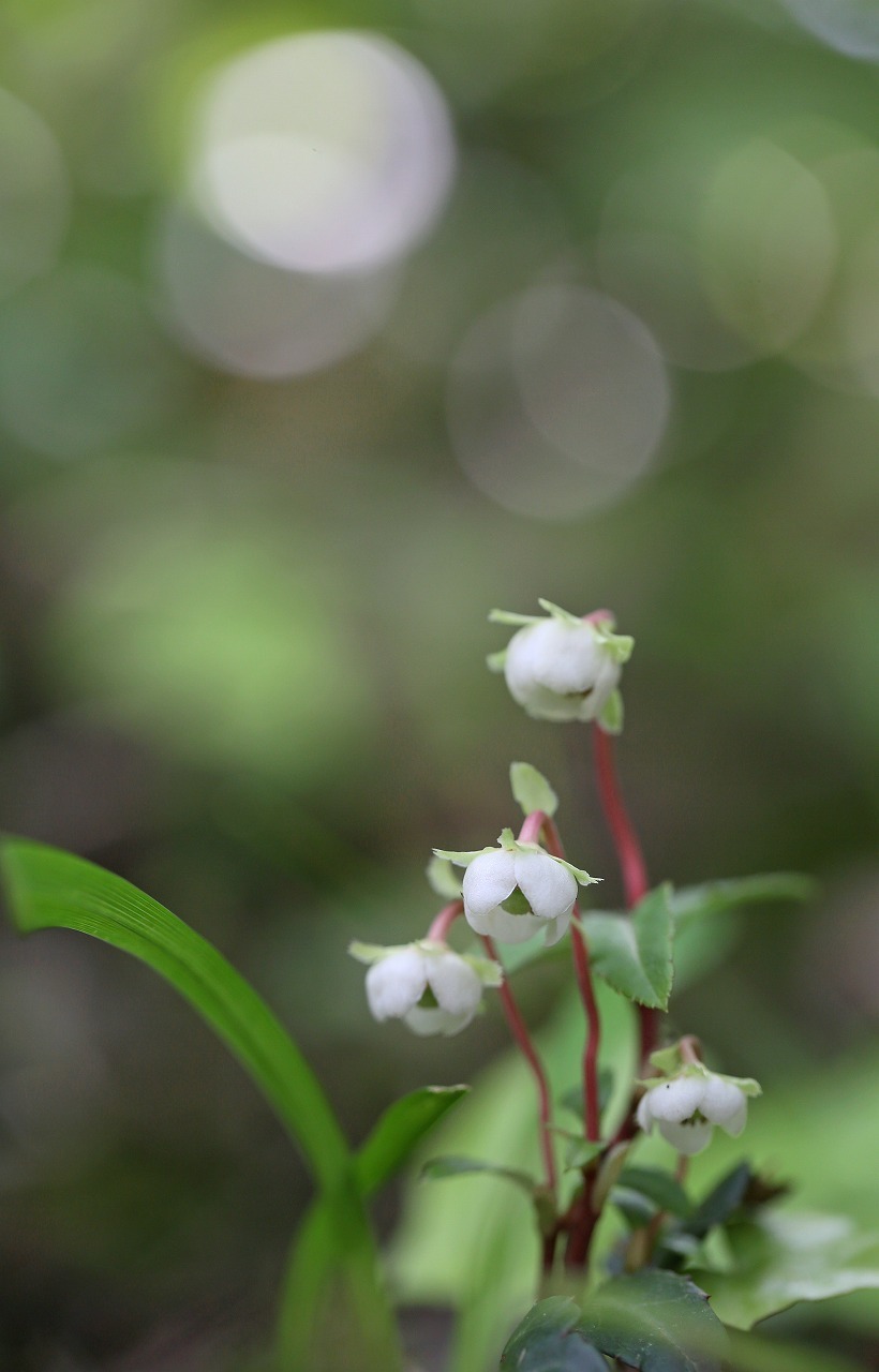 第3回「野草風景写真展」から　その3_f0000789_19312324.jpg