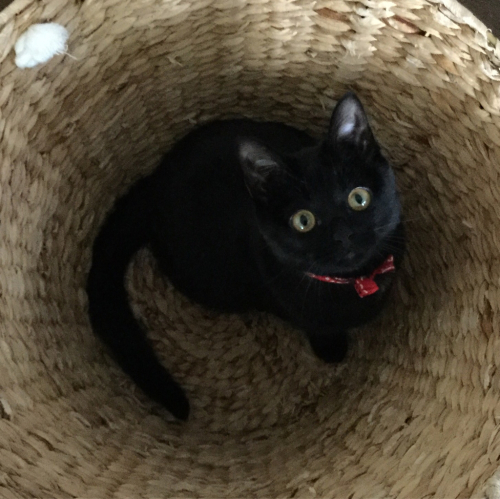 うち猫通信_e0358096_14310803.jpg