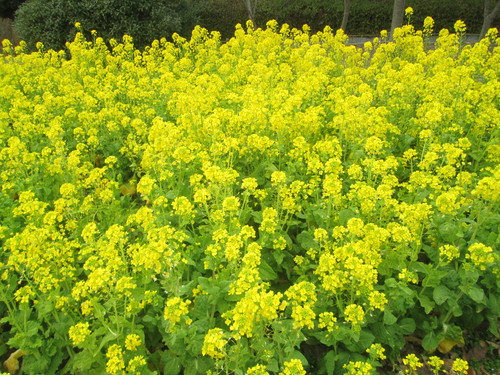 週末のお出かけ ＆ 蓮根と菜の花のサラダ_d0122397_2326984.jpg