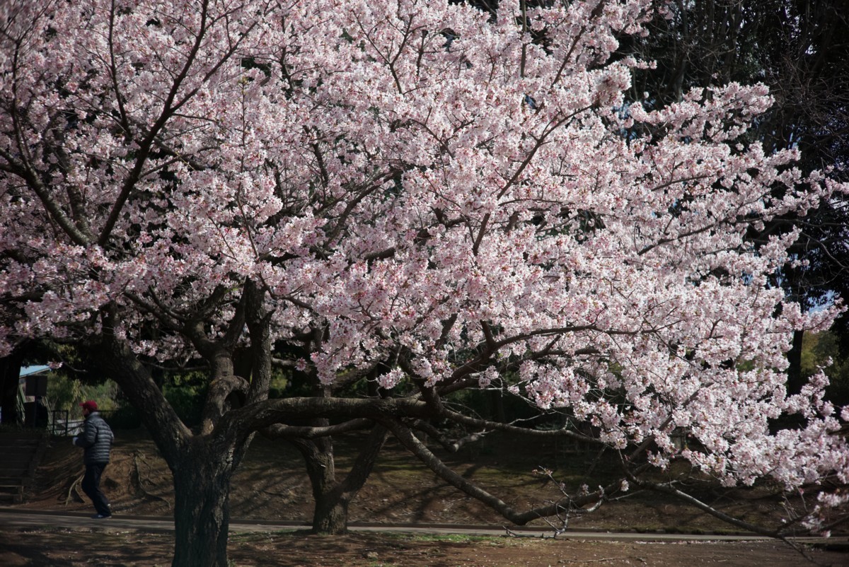 王禅寺ふるさと公園　－　玉縄桜満開_c0156404_14421685.jpg