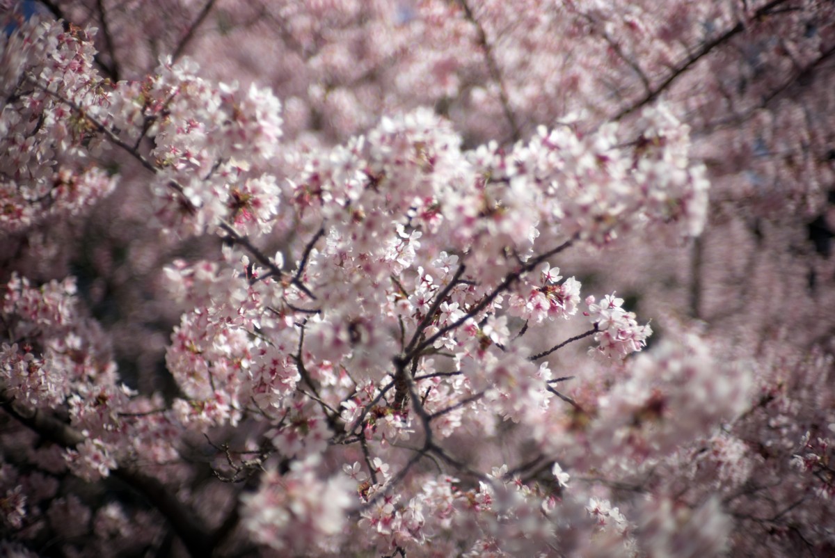 王禅寺ふるさと公園　－　玉縄桜満開_c0156404_14424499.jpg