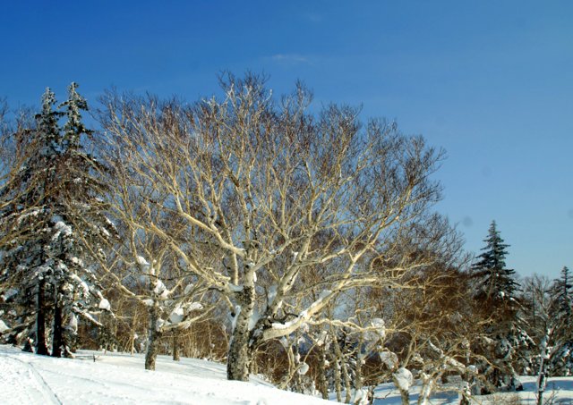 a0345007_11301554.jpg