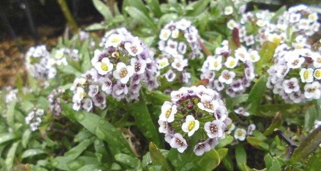 大株ローズマリー マリンブルーの開花 Natural Gardening 大株ローズマリー マリンブルーの開花 Natural Gardening
