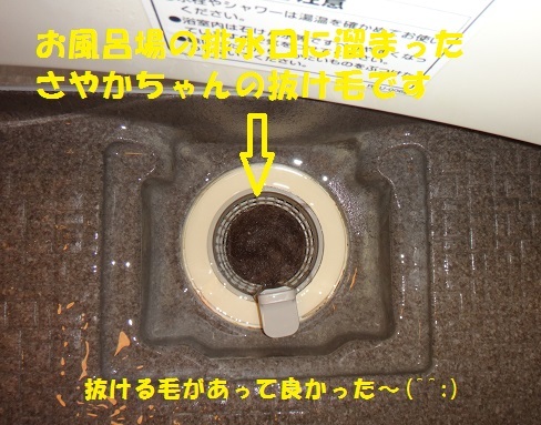 f0121712_15554633.jpg