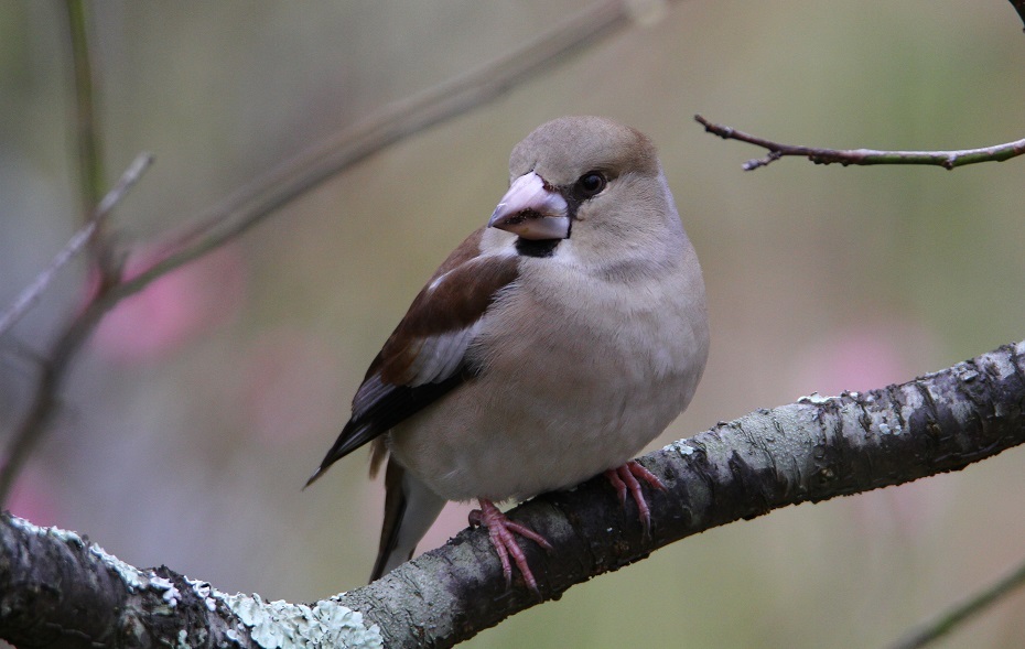 f0364220_15541310.jpg