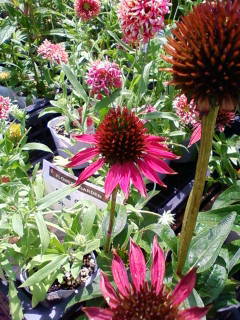 c0074721_15190218.jpg