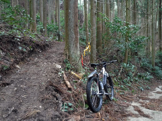 鳥のさえずり際立つ静かな山行_d0342321_12330614.jpg