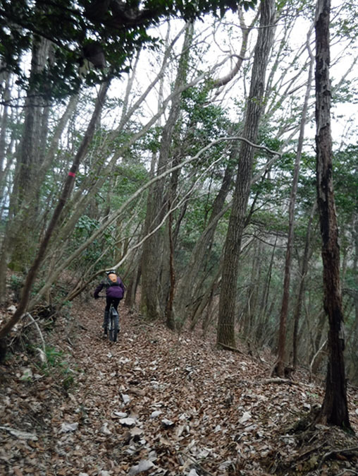 鳥のさえずり際立つ静かな山行_d0342321_12330640.jpg