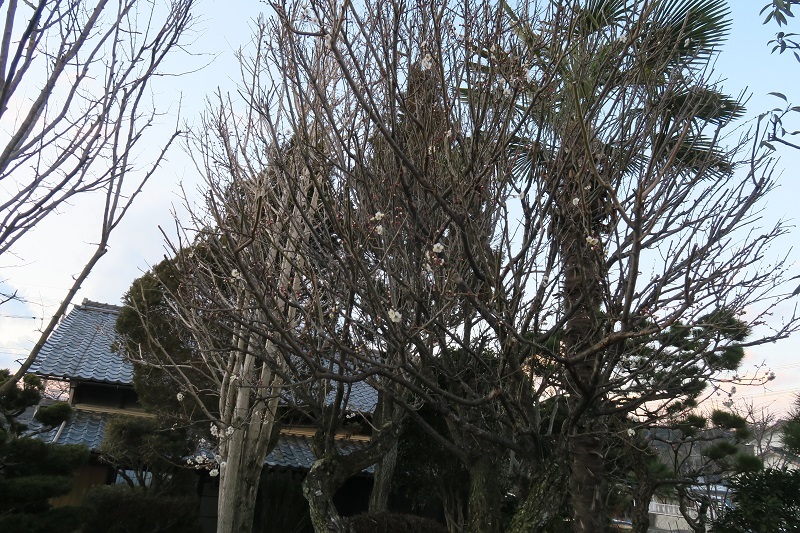 禁断のS207_f0076731_17401736.jpg