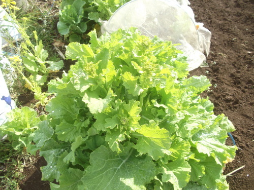 冬野菜は、菜園を卒業.._b0137932_16515006.jpg