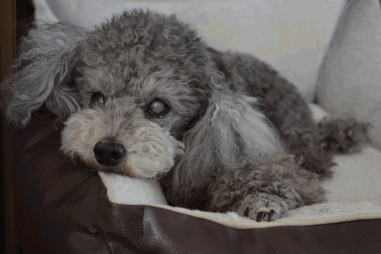 c0136736_19364162.gif