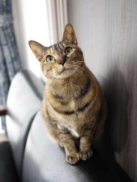 猫のお留守番 KEEちゃん編。_a0143140_2137553.jpg