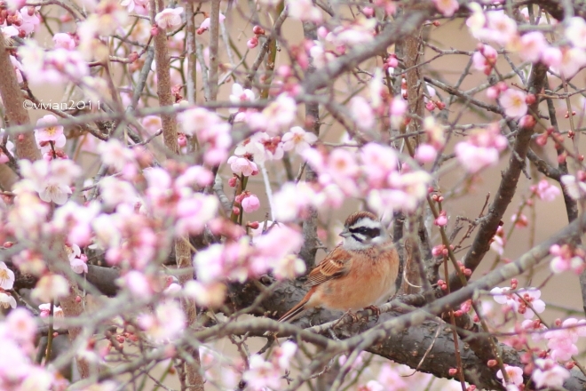 3月の写真クラブの撮影会 ~久しぶりに鳥を愛でる~_e0227942_22141219.jpg