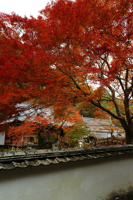 大澤寺 紅葉 2016_a0176855_20471768.jpg