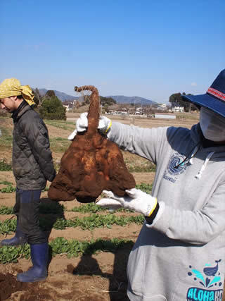 食べる農体験　はる編_c0177665_16165022.jpg