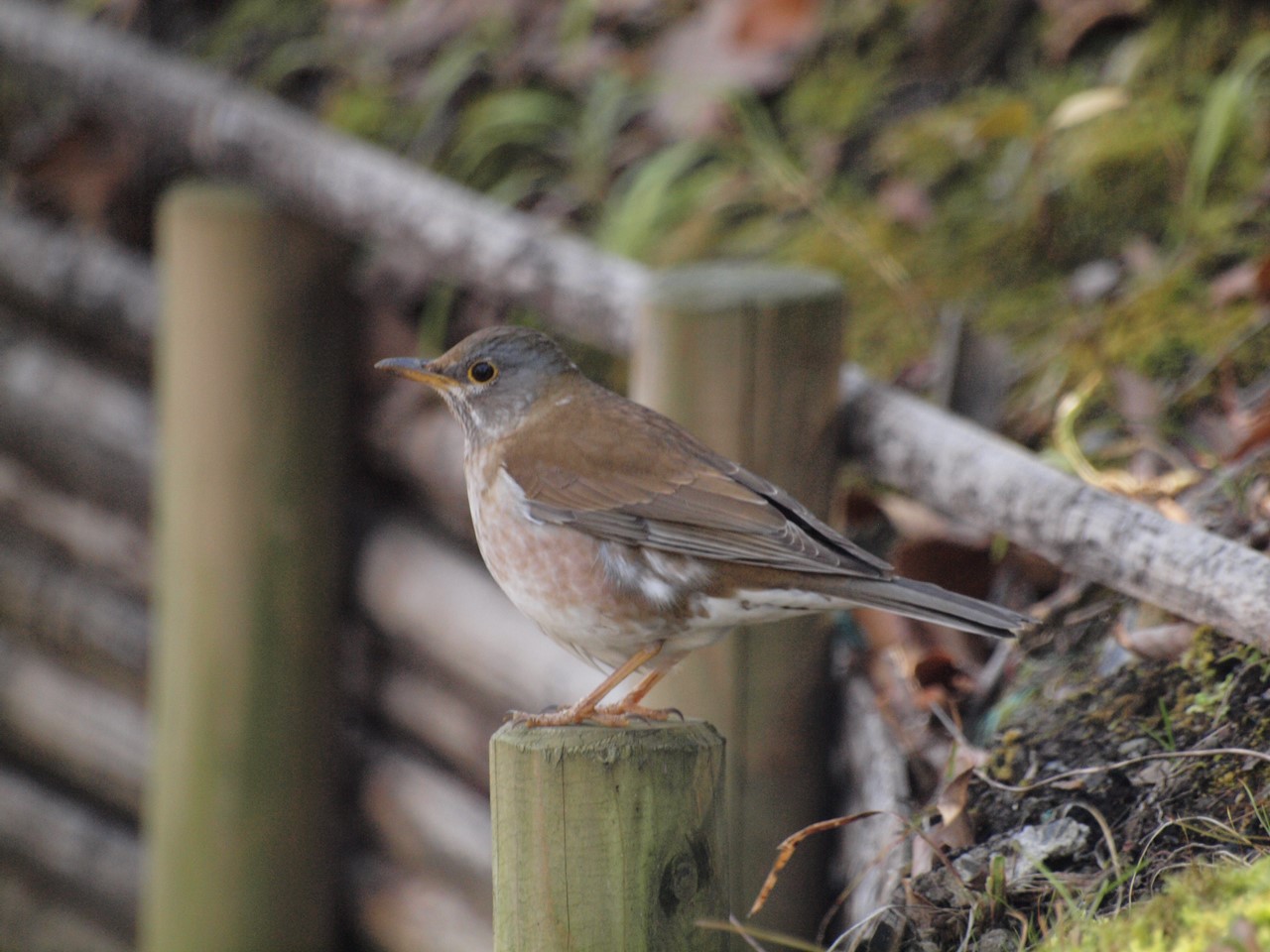 『木曽川水園の鳥達･･･♪』_d0054276_20154418.jpg