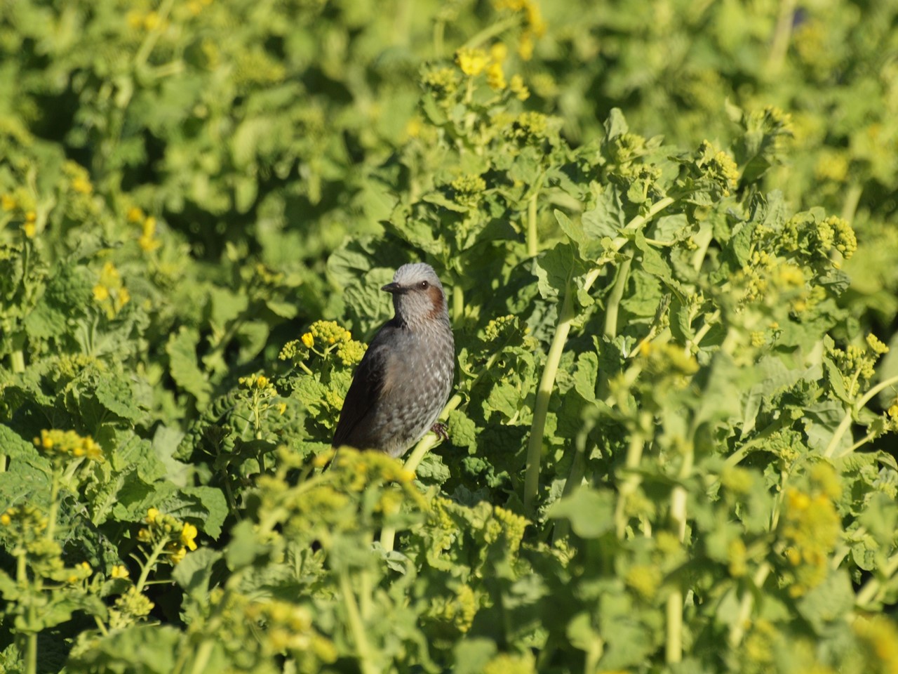 『木曽川水園の鳥達･･･♪』_d0054276_20183254.jpg