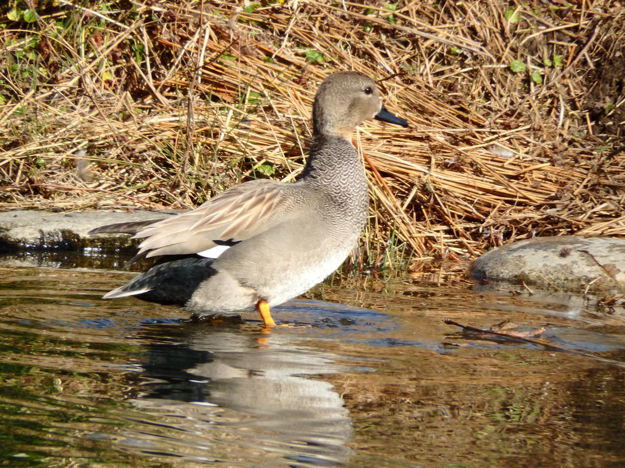 『木曽川水園の鳥達･･･♪』_d0054276_2020411.jpg