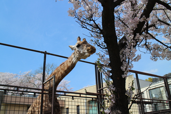 春の動物園写生遠足のお誘い_e0228380_1843156.jpg