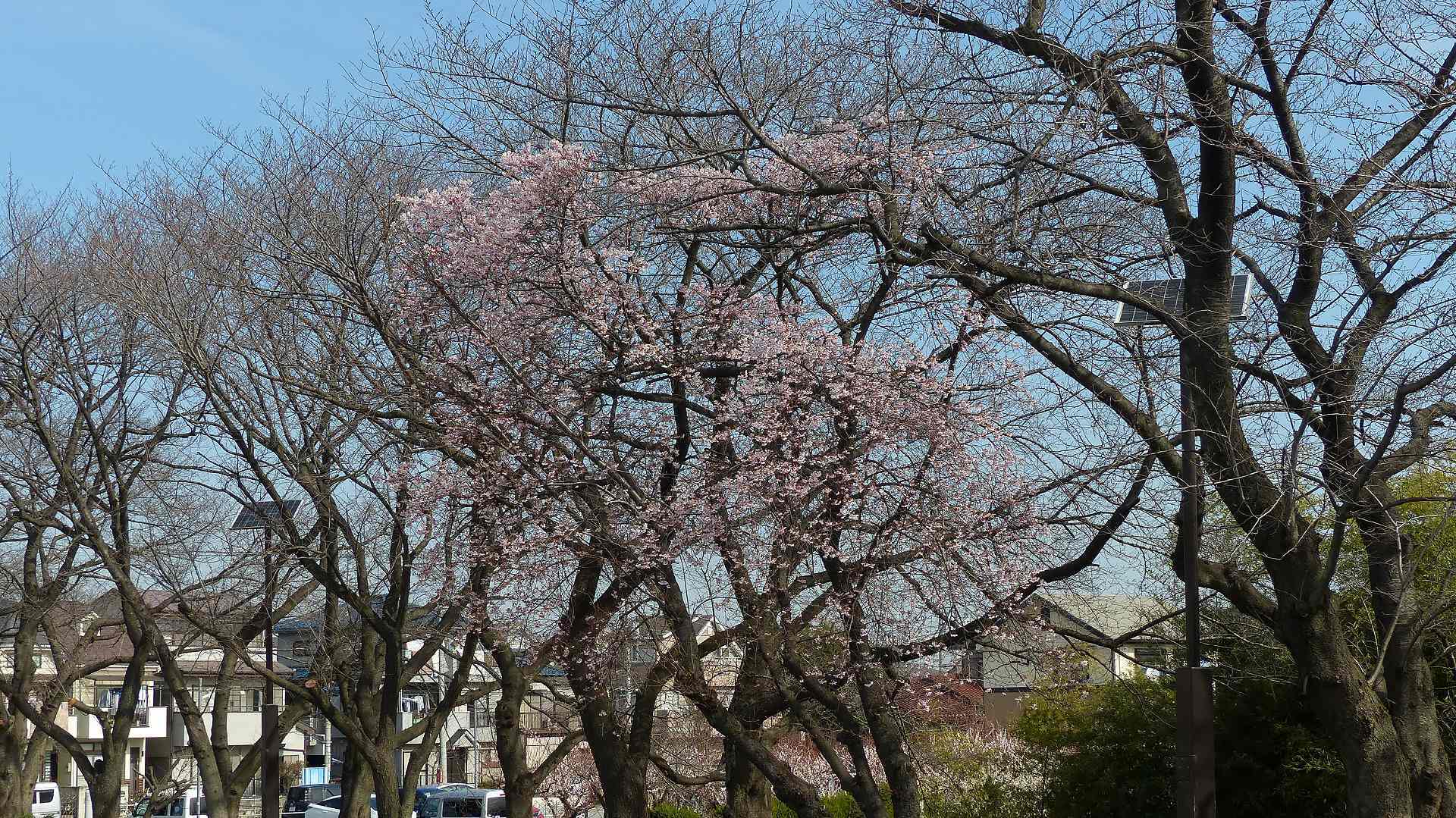 今年も桜が咲きました_a0185081_16562569.jpg