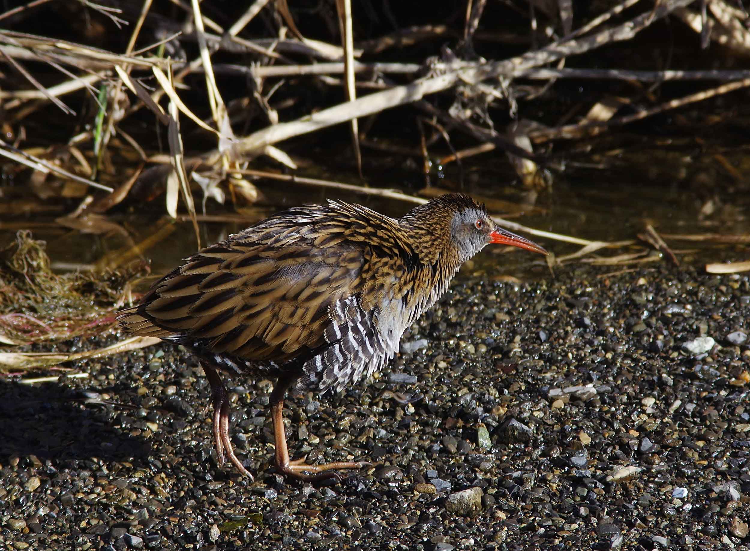 2017年　３月　野鳥_c0176183_13103671.jpg