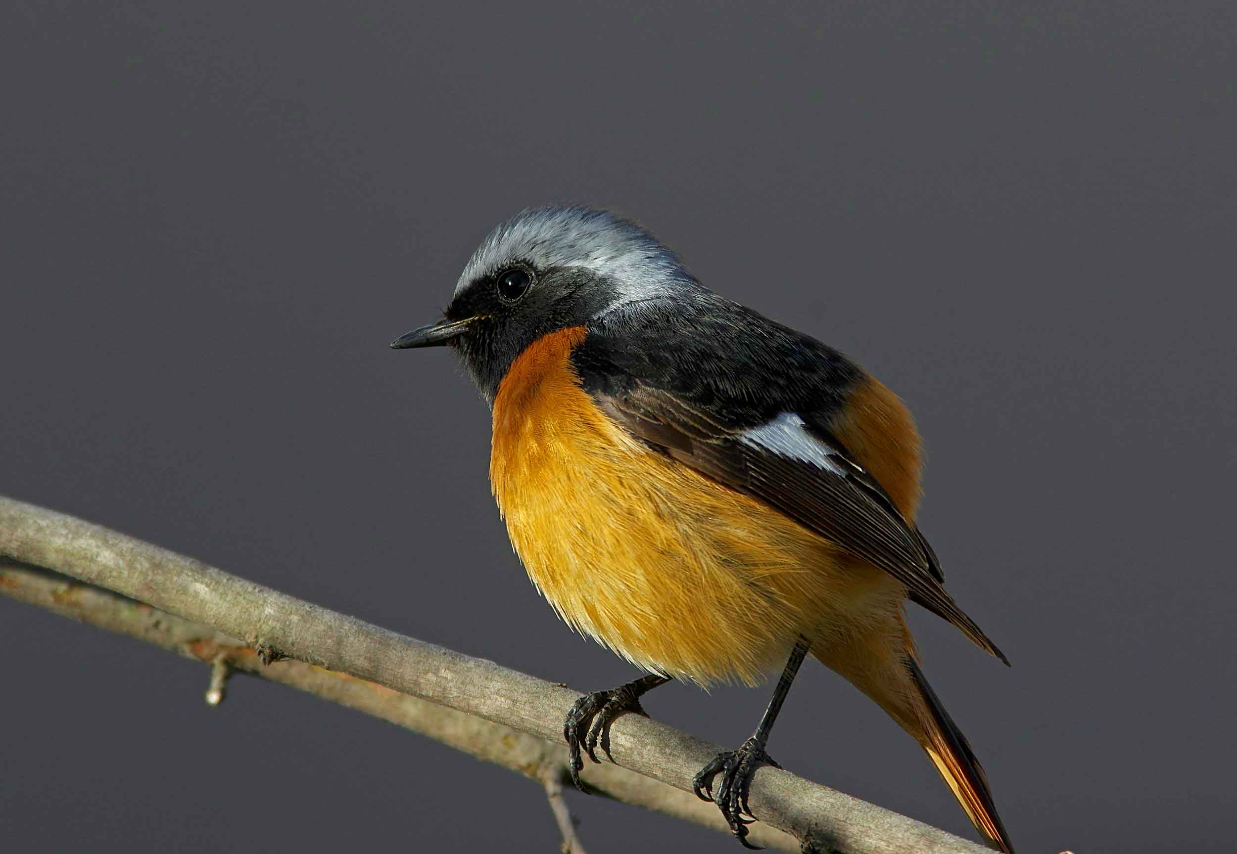 2017年　３月　野鳥_c0176183_1311087.jpg