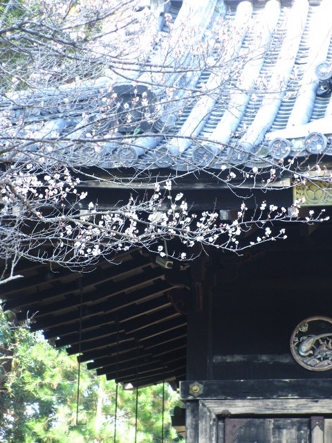 早春も、京都 ～金地院 「鶴亀の庭」「八窓席」_d0098183_11404585.jpg