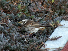 b0192588_929877.jpg