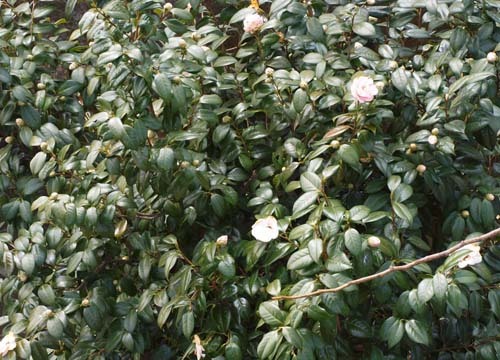 ●芽か花か、目か鼻か_d0053294_13432881.jpg