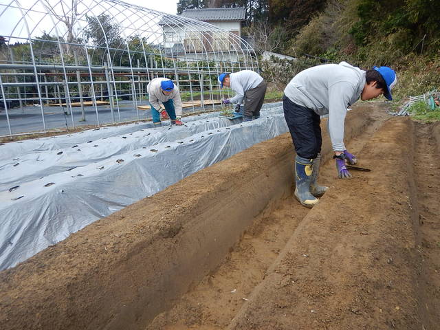 真紅の美鈴 収穫作業と発送・農福連携ナス農家ほか_e0270198_16583394.jpg