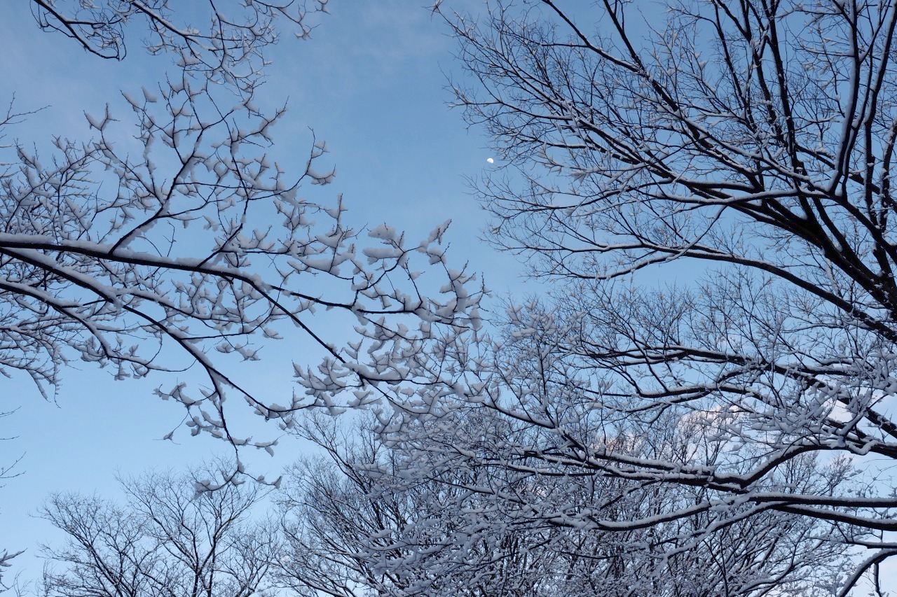 春の雪の黄昏に柄にもなく_c0082800_00421983.jpg