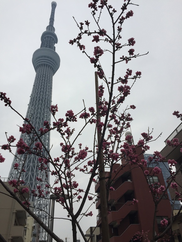 3月8日 水曜日のひとログ(´-ω-`) ランクル・ヴェルファイア・ハイエース取り揃え♫TOMMY_b0127002_17354163.jpg